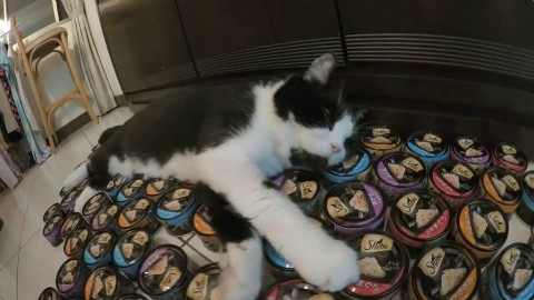 幸福的猫咪在用罐罐铺成床上休息, 来来来! 罐子咱有的是
